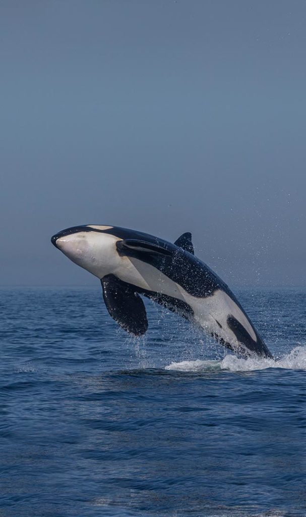 avistamiento de cetaceos en tarifa